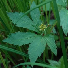Clustered Sanicle thumbnail 2