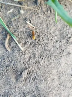 Sphaeropthalma unicolor thumbnail 1