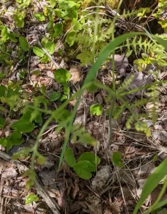 eastern brackenfern thumbnail 2