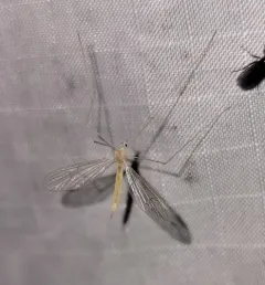 Dicranota flaveola thumbnail 3