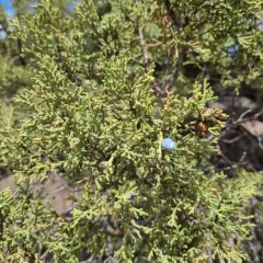 western juniper thumbnail 4