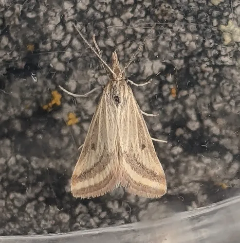 Yellow-veined Moth