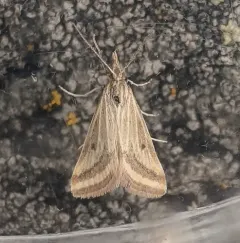 Yellow-veined Moth thumbnail 1