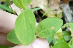 Uromyces triquetrus thumbnail 2