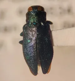 Chrysobothris azurea thumbnail 3