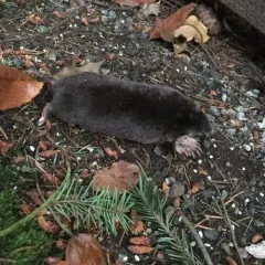 Coast Mole thumbnail 3
