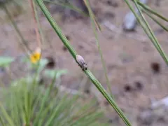 Pachyrhinus cinereus thumbnail 2