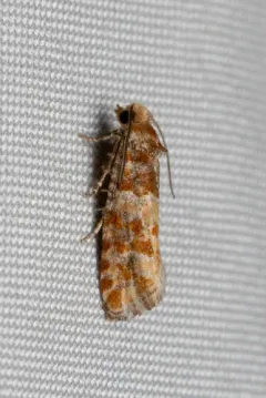 Shortleaf Pine Coneborer Moth thumbnail 2