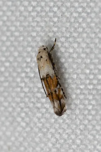 Mompha passerella