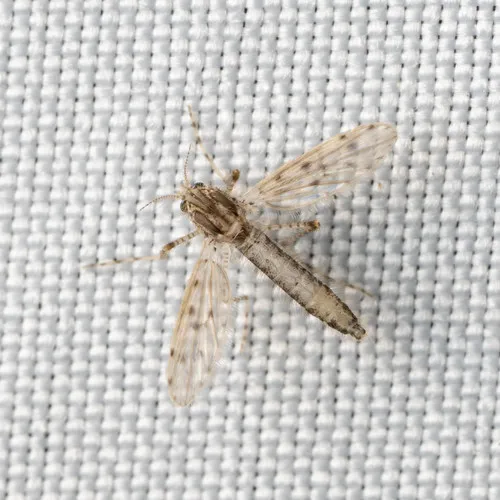 Chaoborus punctipennis