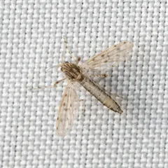 Chaoborus punctipennis thumbnail 1