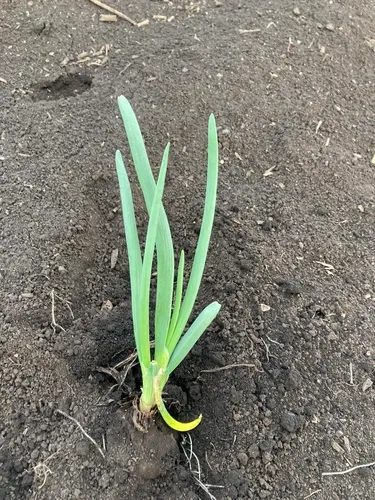 Common Onion