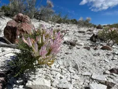 Fourwing Milkvetch thumbnail 4