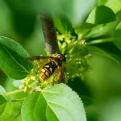 Spotted Wood Fly thumbnail 4