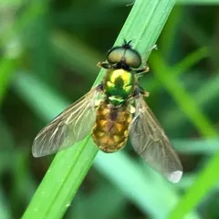 Broad Centurion Fly thumbnail 4