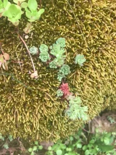 cliff stonecrop thumbnail 2
