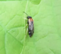 Phrontosoma belfragei thumbnail 3