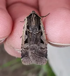 Parabagrotis exsertistigma thumbnail 1