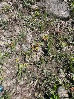 Utah violet thumbnail 1