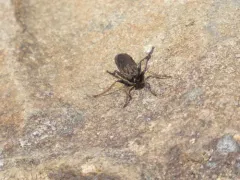 Lasiopogon fumipennis thumbnail 2
