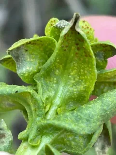 Puccinia thlaspeos thumbnail 1