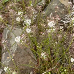 Shepherd's Cress thumbnail 3
