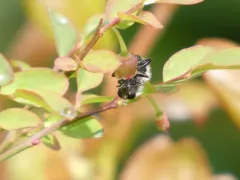 Coquillett's Bumble Fly thumbnail 2