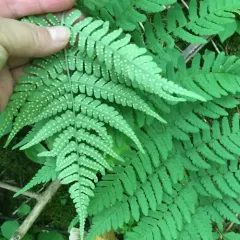 marginal wood fern thumbnail 2