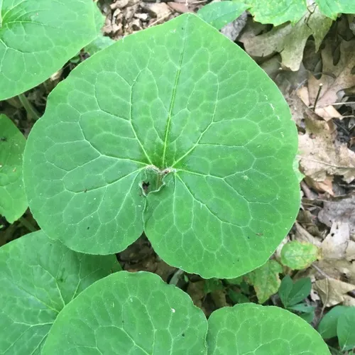 Canadian wild ginger