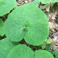 Canadian wild ginger thumbnail 1