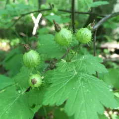 prickly gooseberry thumbnail 3