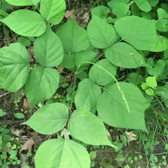 pointed-leaved tick-trefoil thumbnail 2
