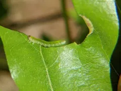 Pristiphora chlorea thumbnail 1