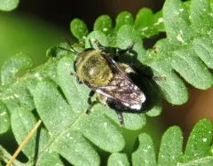 Black-bodied Ant Fly thumbnail 1