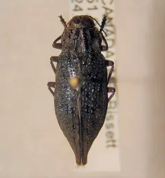 Dicerca lugubris thumbnail 3
