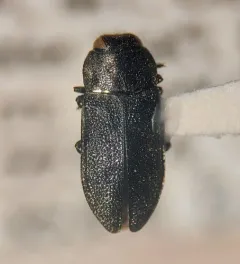 Dandelion Anthaxia Beetle thumbnail 3