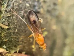 Clusia occidentalis thumbnail 3