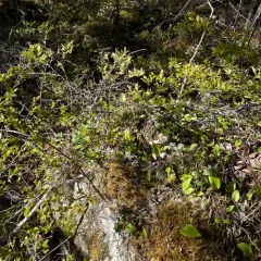 Giant Cladonia Lichen thumbnail 1