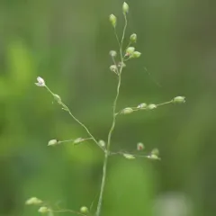 Scribner's Panicgrass thumbnail 4