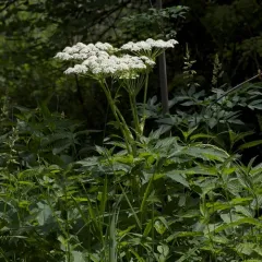 common cowparsnip thumbnail 3