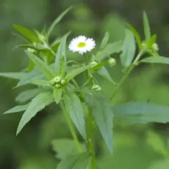 annual fleabane thumbnail 4