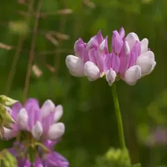 purple crownvetch thumbnail 4