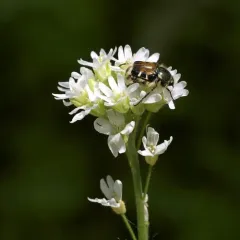 hoary alyssum thumbnail 4