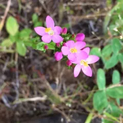 Common centaury thumbnail 2
