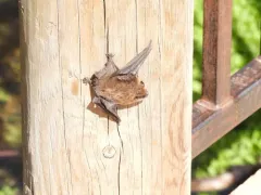 Long-legged Myotis thumbnail 3