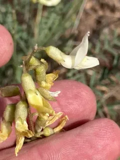 Howell's Milkvetch thumbnail 3