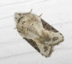 Forbes' Acleris Moth thumbnail 2