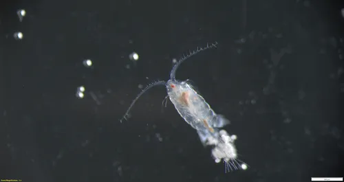 Eurytemora herdmani