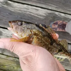 Whitespotted Greenling thumbnail 2