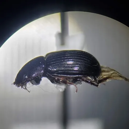 Tetraclipeoides dentigerulus
